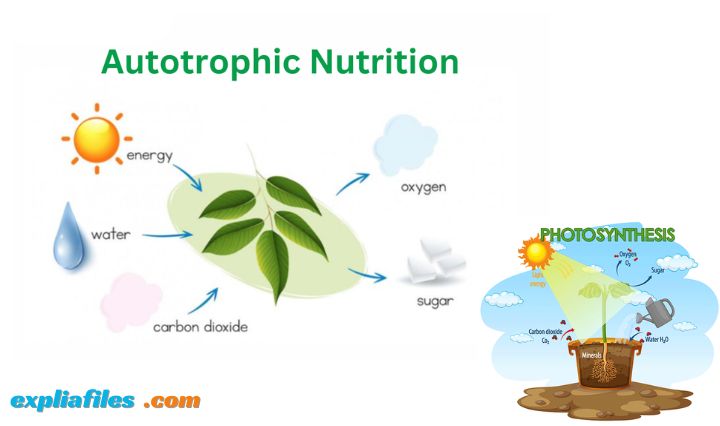 Autotrophic nutrition